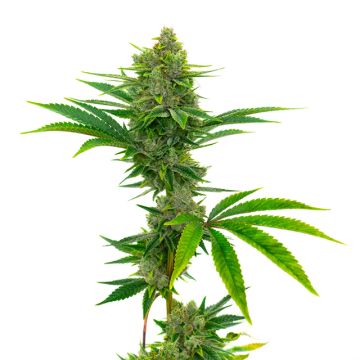 Bubblegum Photo Fem