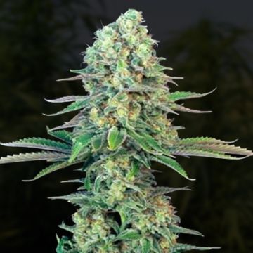 Bubblegum Sherbet Photo Fem