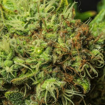 Afghan Auto Fem