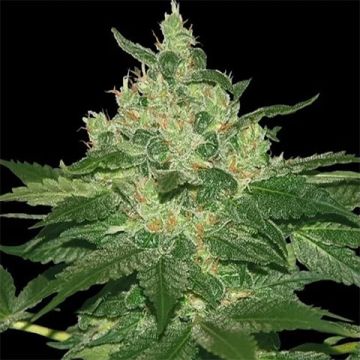 Afghan Kush Photo Fem