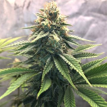 Alien Primate Glue Photo Fem