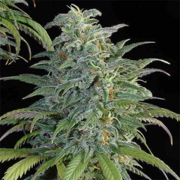 Big Bud Auto Fem