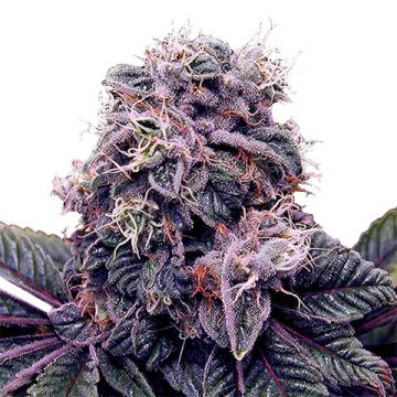 Blackberry Kush Photo Fem