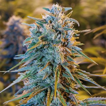 Blue Dream Auto Fem