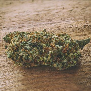 CBD Super Lemon Haze Photo Fem