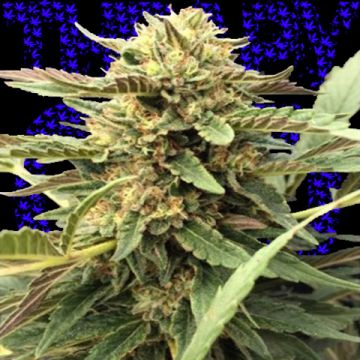 CBD Therapy Photo Fem