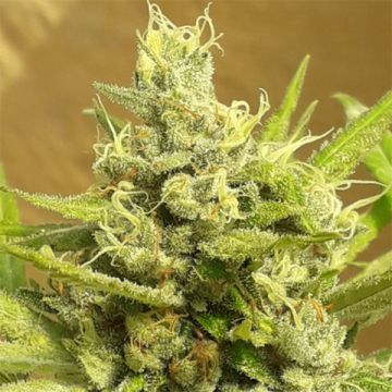 Girl Scout Cookies Auto Fem