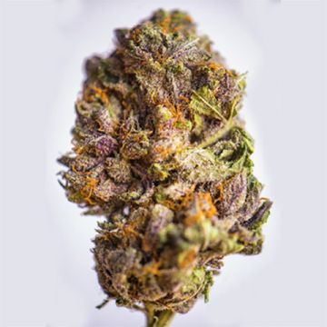 Grandaddy Purple Photo Reg