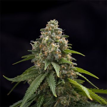 Green Crack Auto Fem