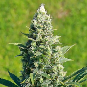 LSD Photo Fem