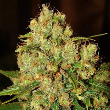 Master Kush Photo Reg