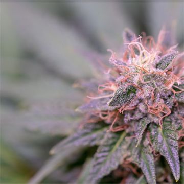 Moby Dick Photo Fem