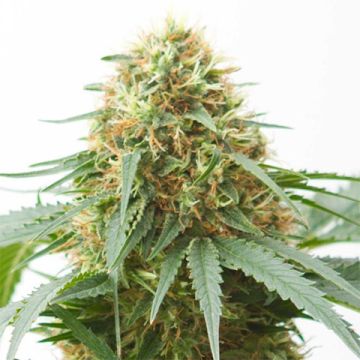 Northern Lights Auto Fem