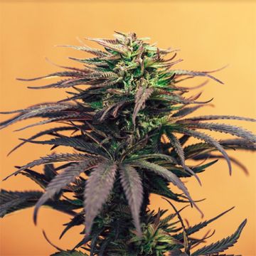 Purple Haze Photo Fem