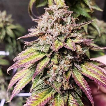 Purple Punch Photo Fem