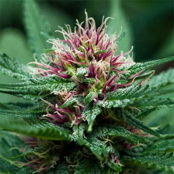 Purple Thai Photo Reg