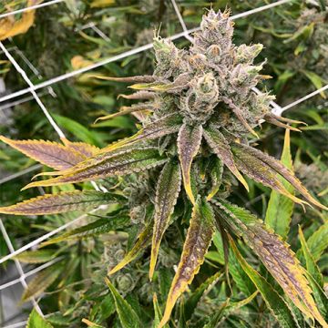 Purple Thai Photo Fem