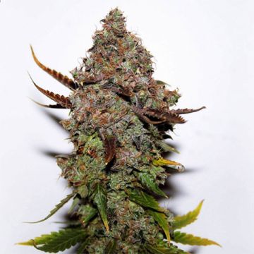 Skunk1 Photo Fem