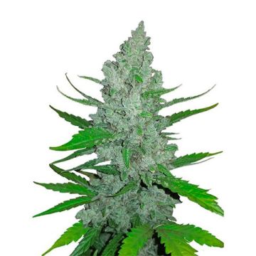 Sour Diesel Auto Fem