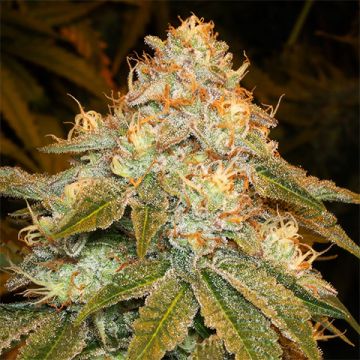 Stardawg Photo Fem