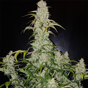 Strawberry Cheese Auto Fem
