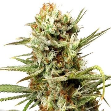 White Widow Auto Fem