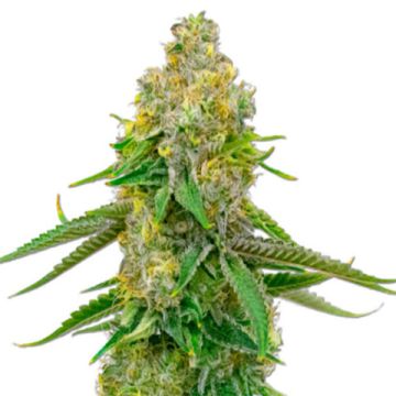 Yumbolt Auto Fem