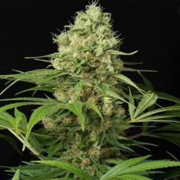 CBD AK47 Auto Fem