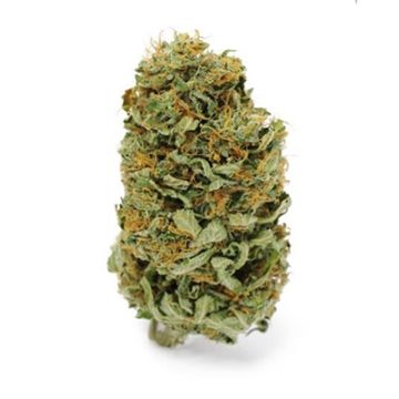 CBD Amnesia Photo Fem