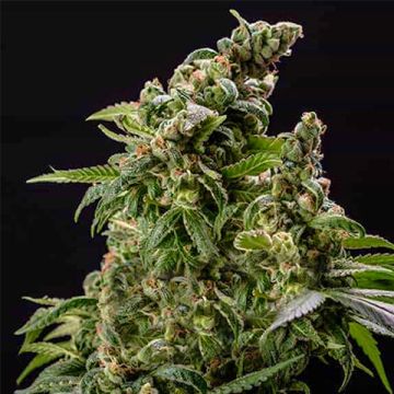 CBD Café Racer Photo Fem