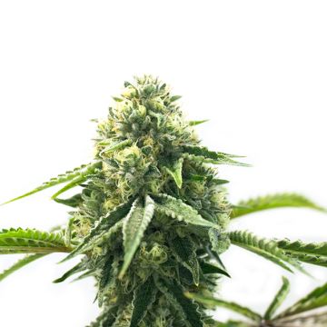 CBD Cheese Auto Fem