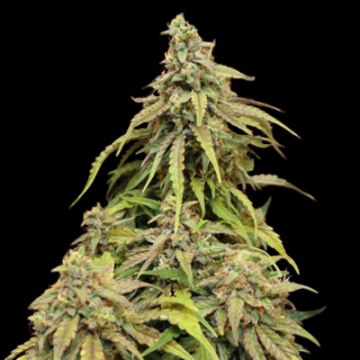 CBD Cheese Photo Fem