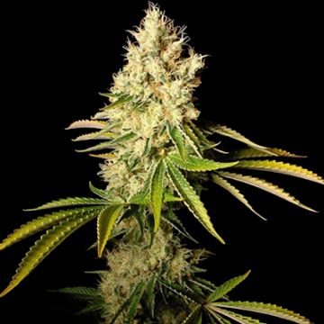 CBD Chemdog 4 Photo Fem