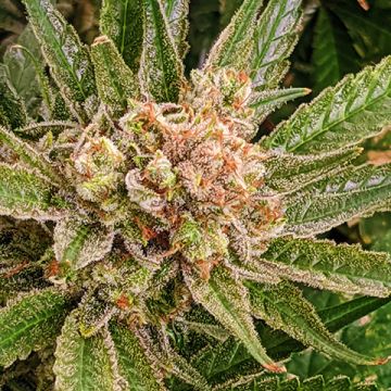 CBD Cookie Kush Photo Fem