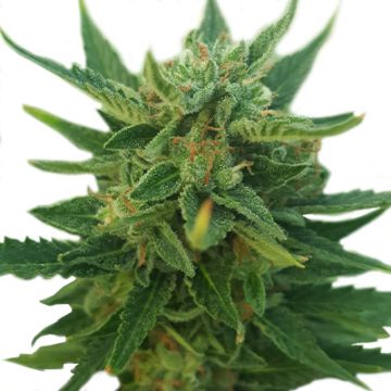 CBD Critical Auto Fem
