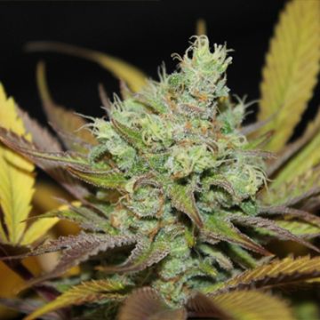 CBD Critical Mass Photo Fem