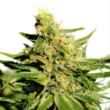 CBD Diesel Photo Fem