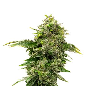 CBD Extra Strawberry Photo Fem