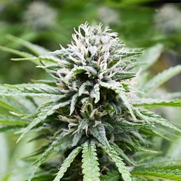 CBD Fire Kush Photo Fem