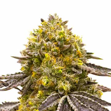 CBD Fruit Photo Fem