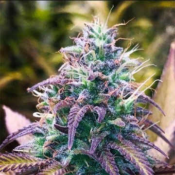 CBD Grape Pie Photo Fem