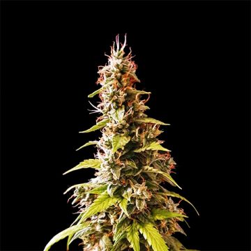 CBD Haze Auto Fem