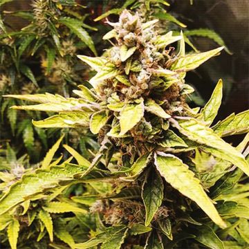 CBD Haze Photo Fem