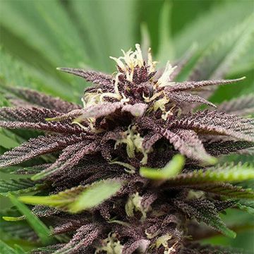 CBD Infinity Photo Fem