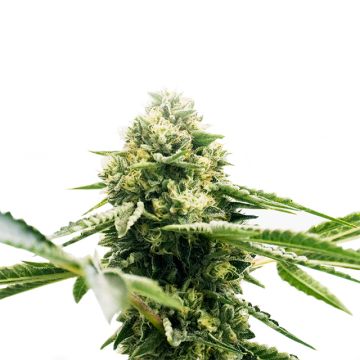 CBD Jack Herer Photo Fem