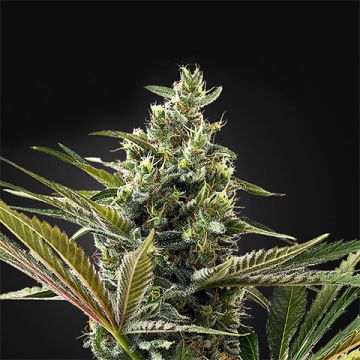 CBD Lemon Haze Auto Fem