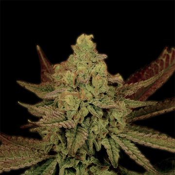 CBD Lemon Skunk Photo Fem