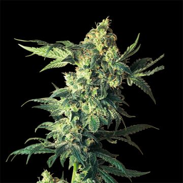 CBD Northern Lights Photo Fem