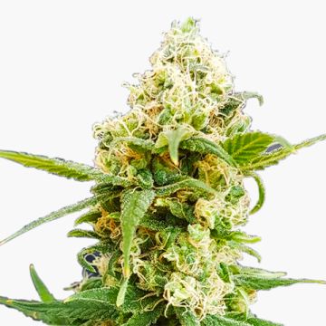 CBD Pineapple Auto Fem
