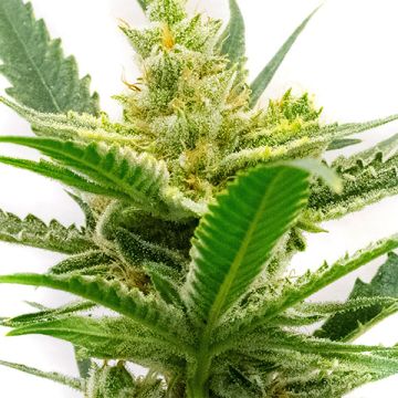 CBD Sour Tangie Photo Fem